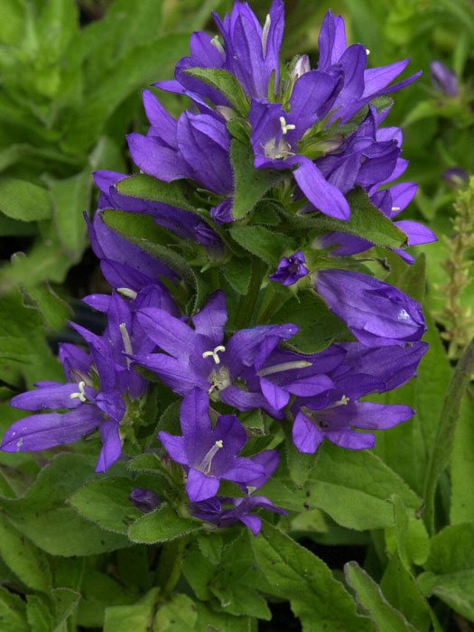 Gartencenter-Shop24 Facebook ad