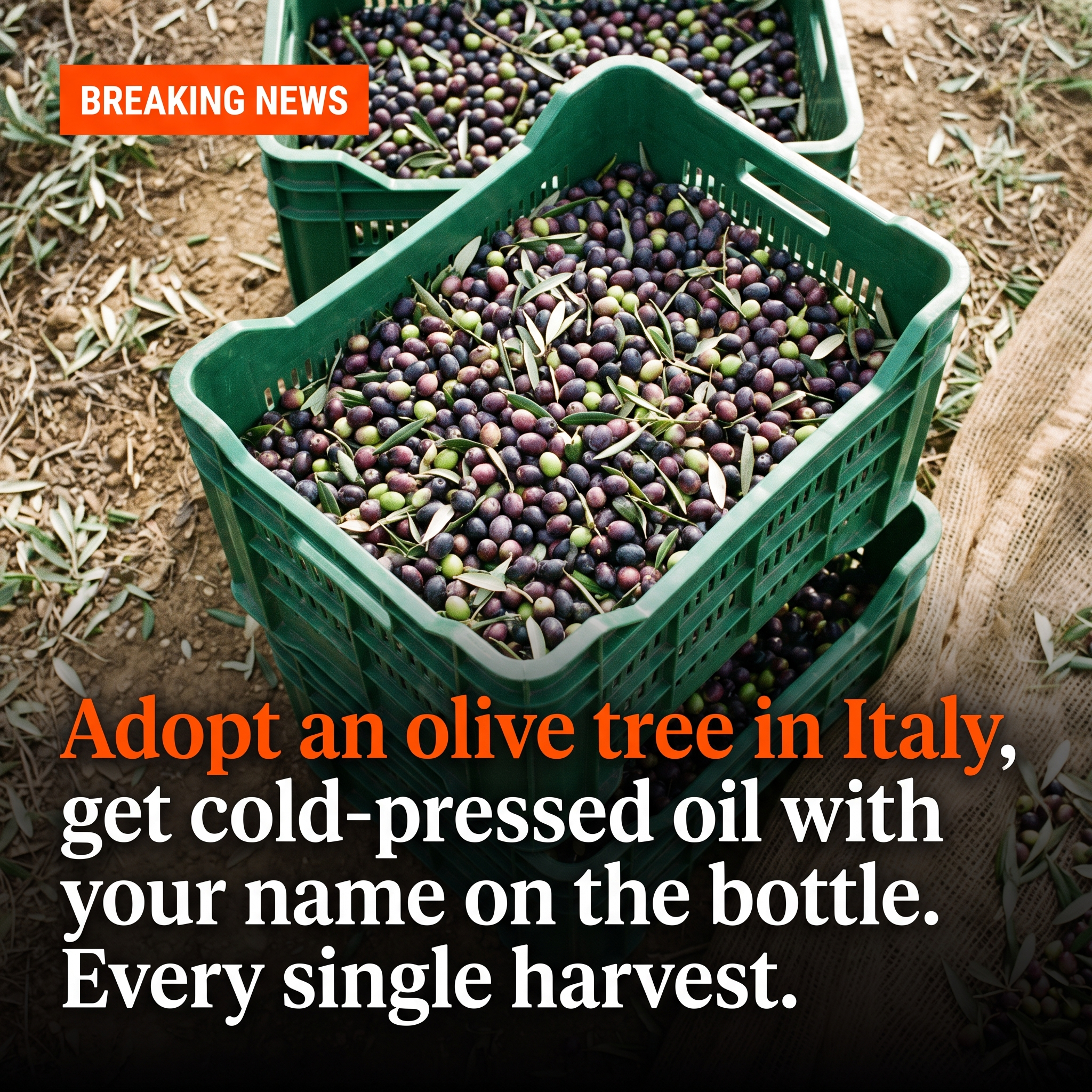 The Pollinator Press Facebook ad: Adopt a Tree. Taste La Dolce Vita.