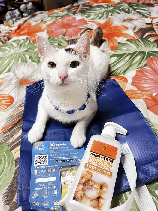 Saint Gertie Premium Cat Shampoo Facebook ad