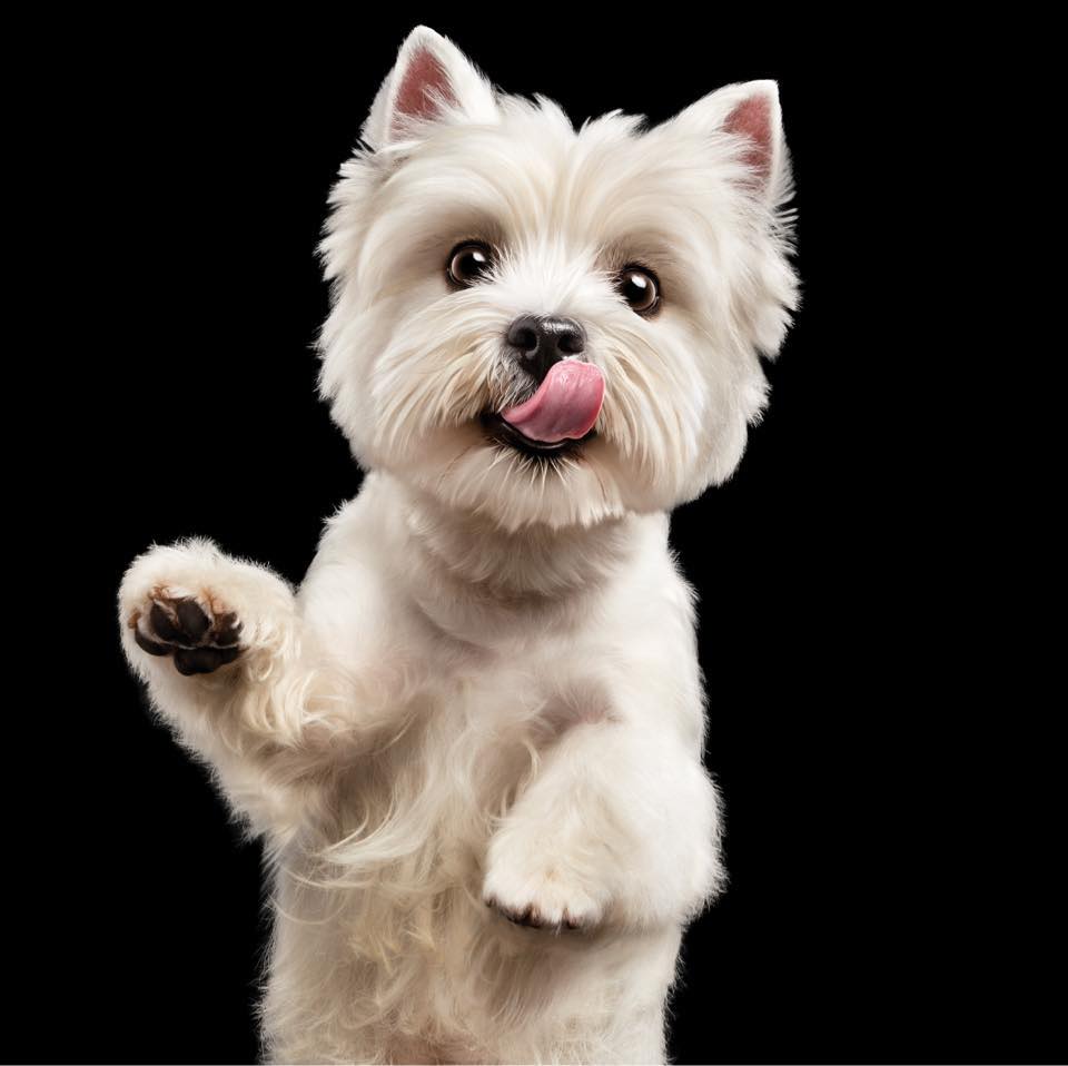 Cesar Canine Cuisine Facebook ad from Apr 3, 2026