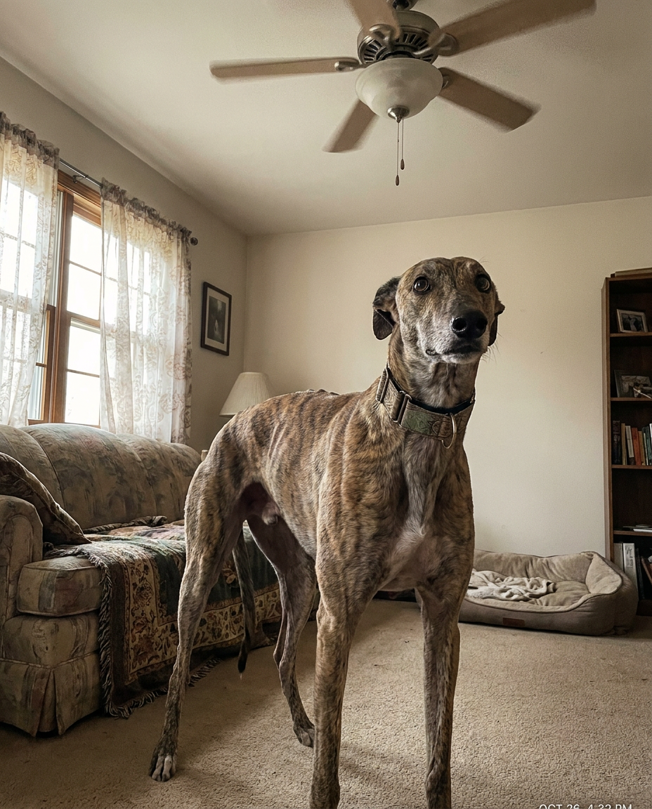 Pet Health Insiders Facebook ad