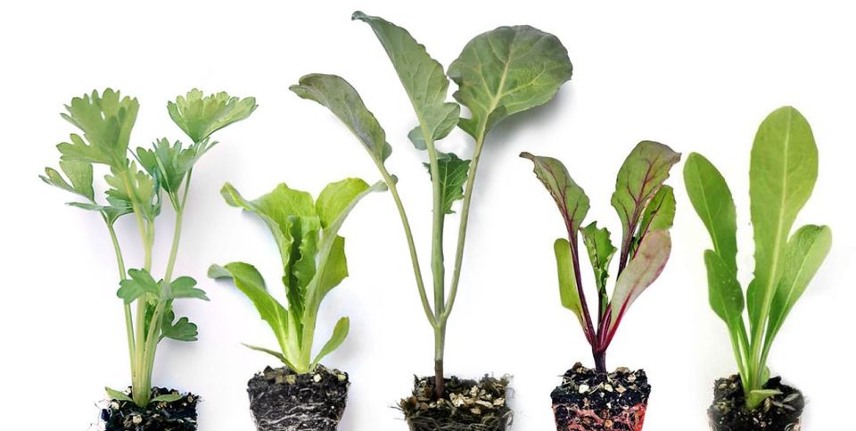 Quality Plants & Seedlings Facebook ad: Ready-to-Plant Vegetable Seedlings, Delivered Direct to…
