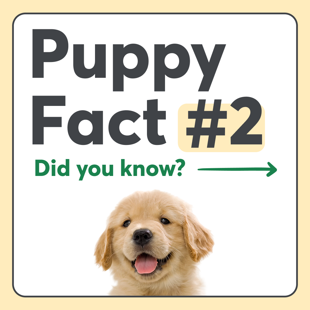 Rover.com Facebook ad: Expert puppy tips and the perfect sitter for…