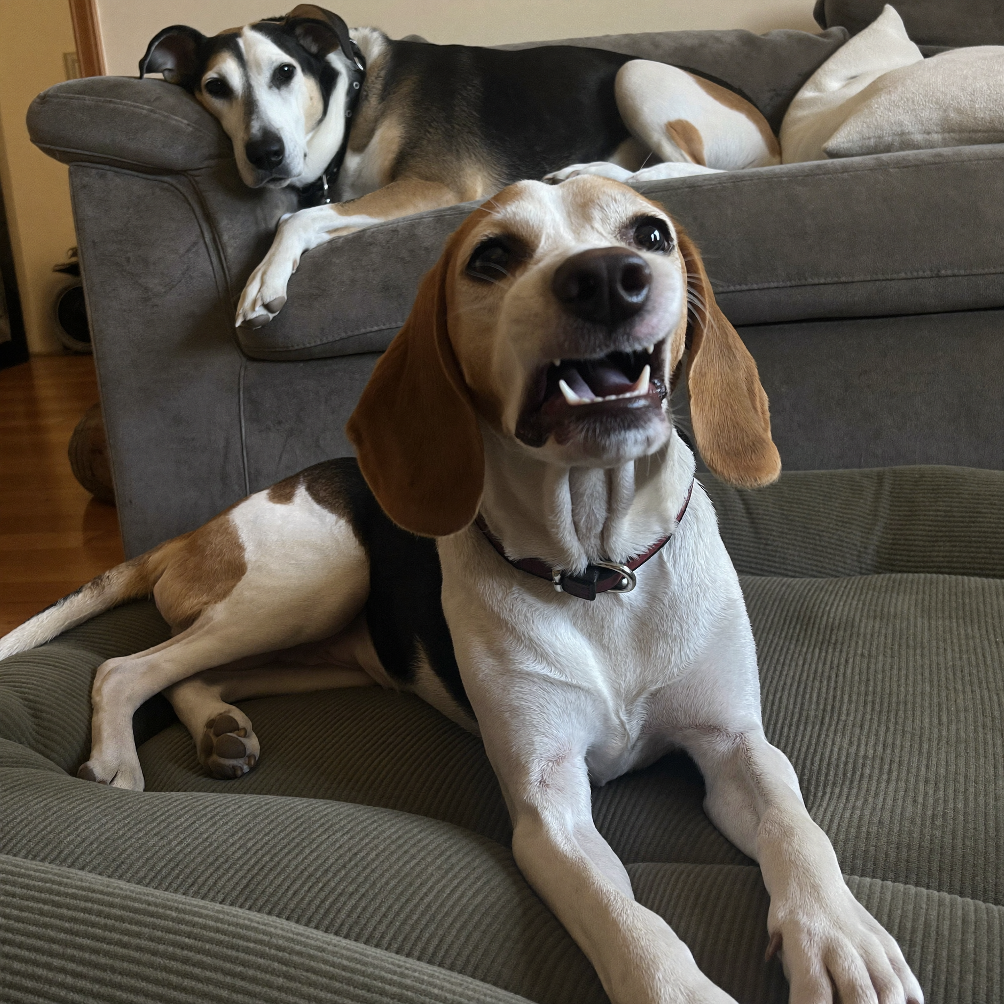 Sarah Mitchell Facebook ad: Read this if you foster pets