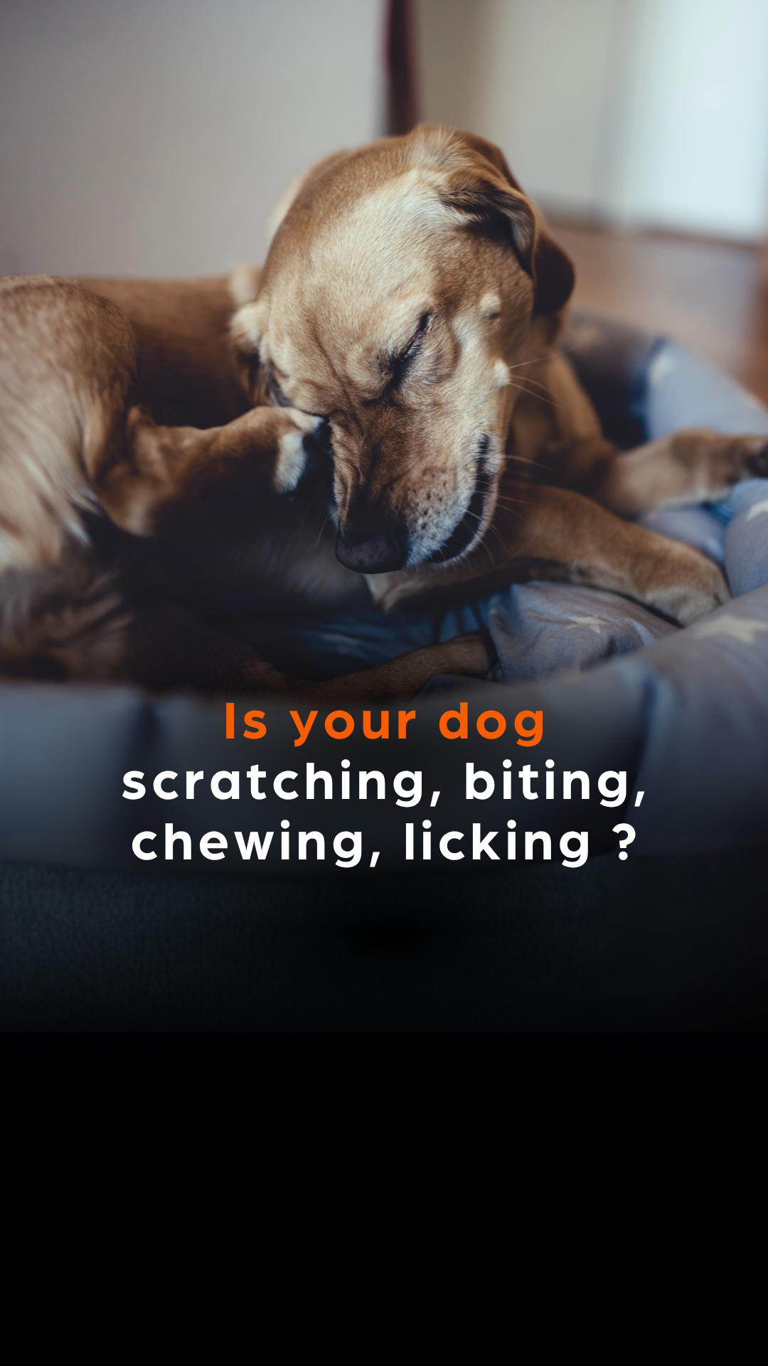 Zoetis Pets Facebook ad: Every dog's skin condition deserves the right treatment.