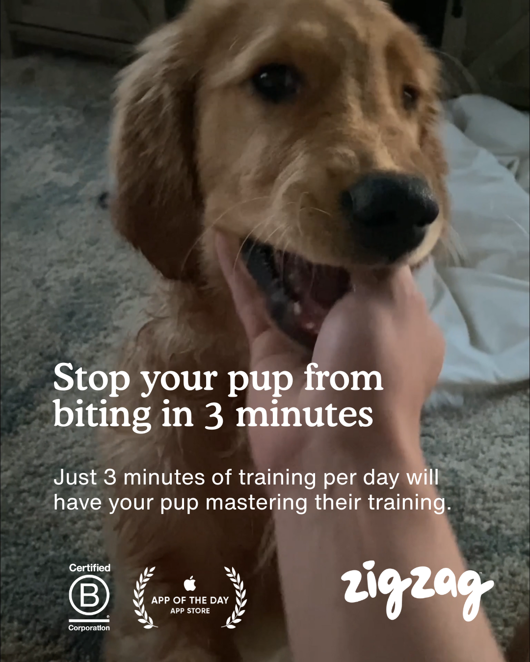 Zigzag Puppy Coach Facebook ad