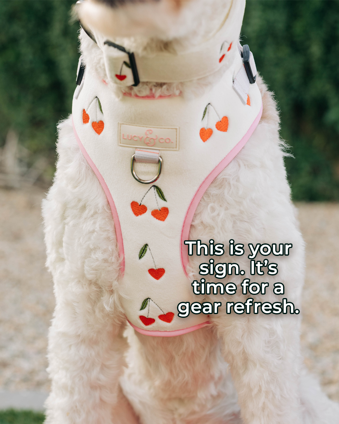Lucy & Co. Facebook ad