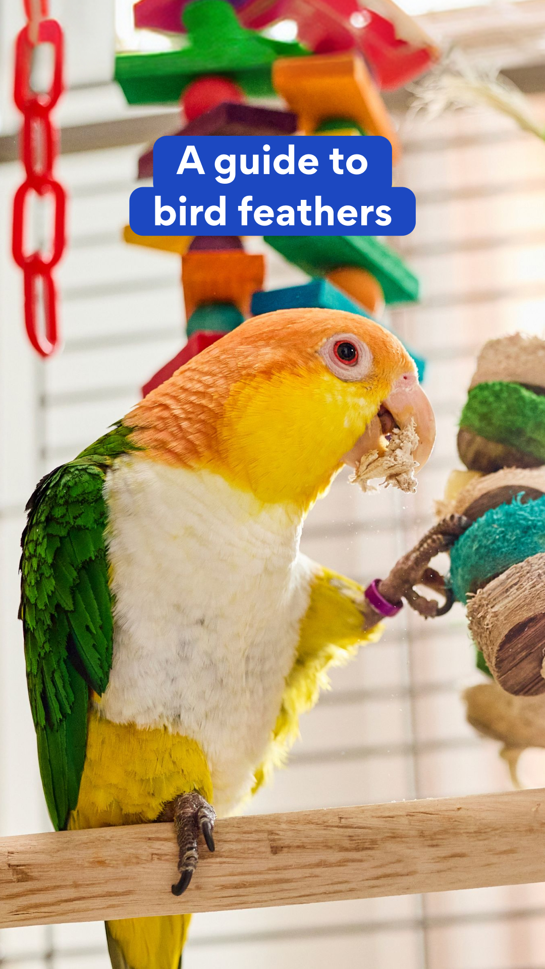 Chewy Facebook ad