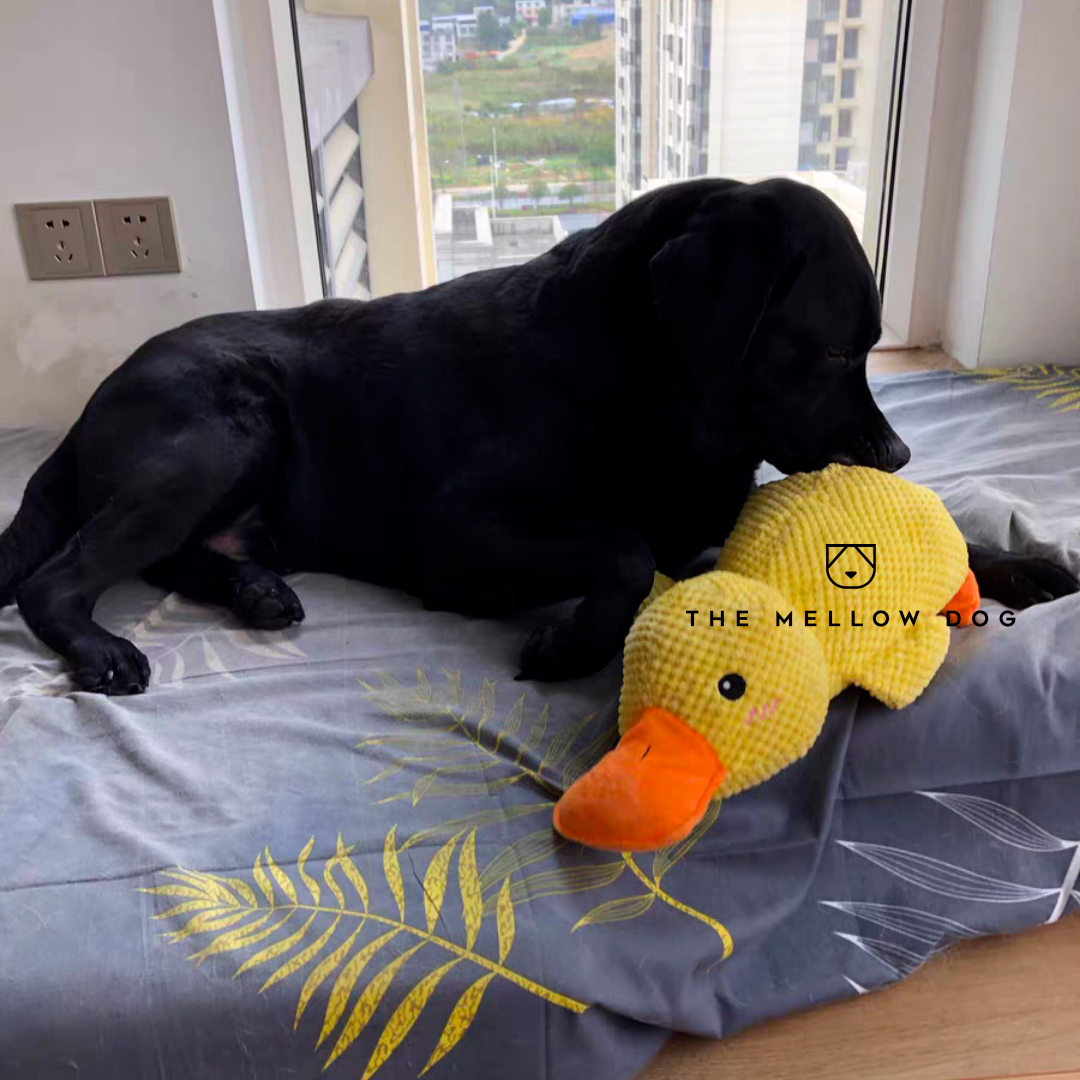 The Mellow Dog Facebook ad