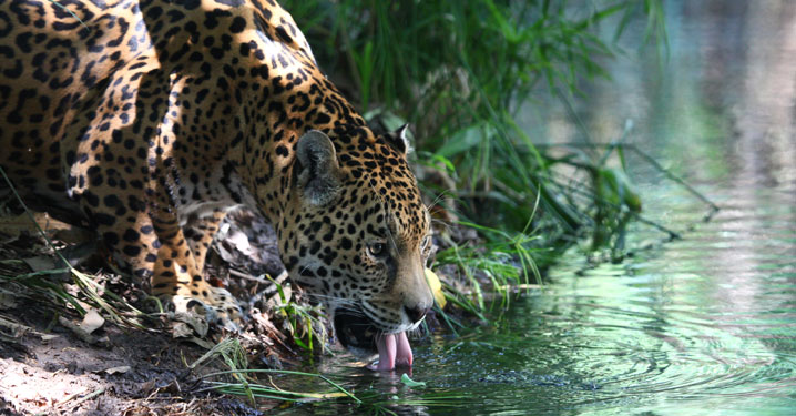 Fundación Carlos Slim Facebook ad: Jaguar, poder y equilibrio en la naturaleza