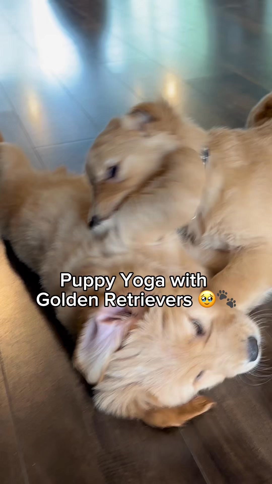 Puppies & Yoga San Francisco Facebook ad: Book your class now!