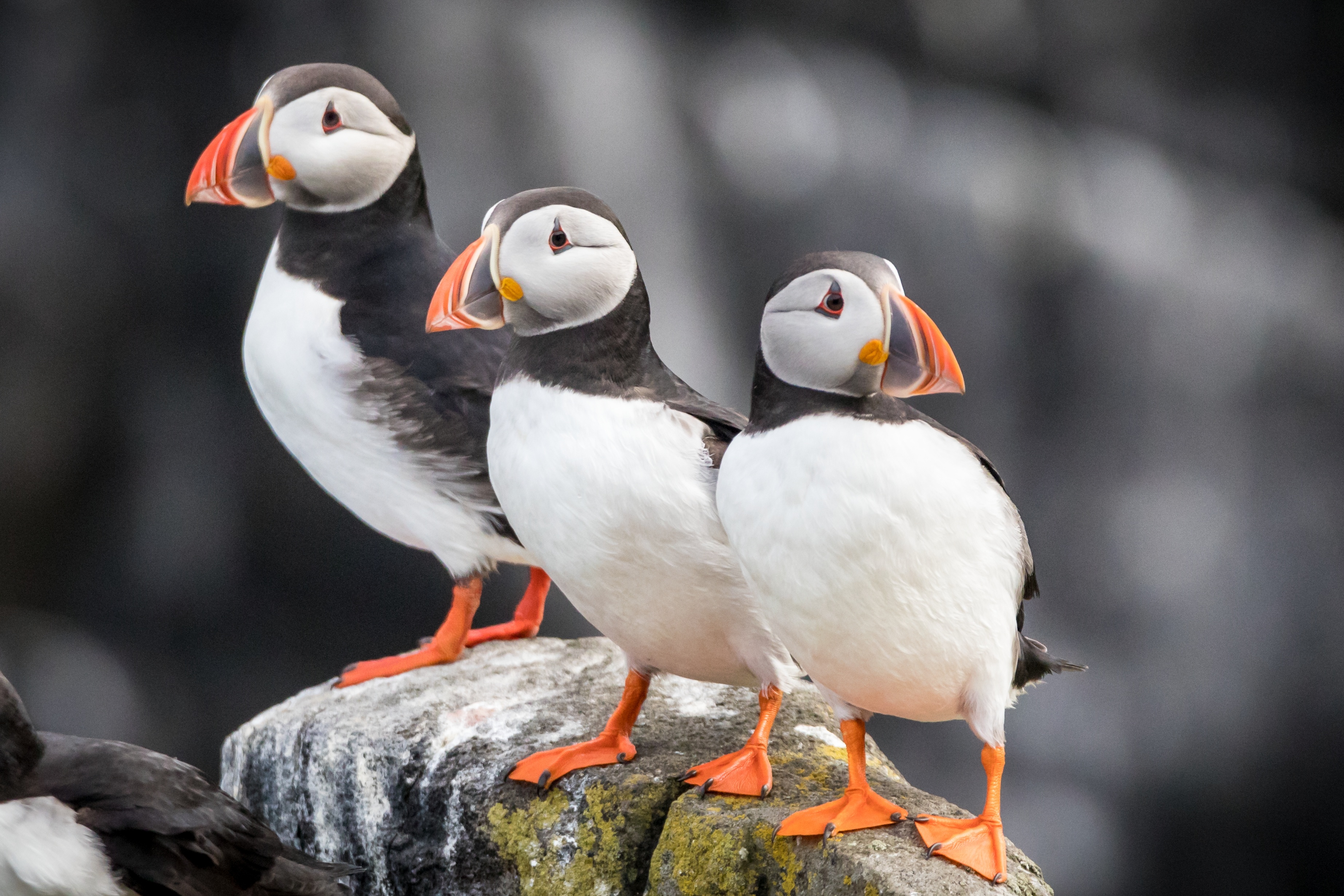Golden Gate Farne Islands Boat Trips Facebook ad: Sailing from Seahouses, Northumberland.