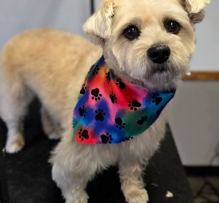 Pet Grooming located at Kim's Pet Resort Facebook ad: 25 years in business!