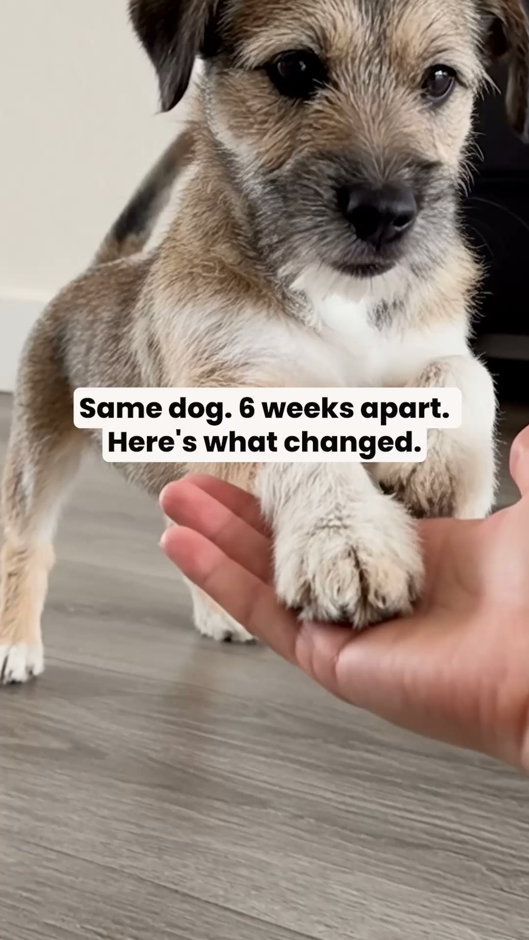 Proud Dog Parents Facebook ad: Stop The Scratching, BUY 2 GET 1 FREE