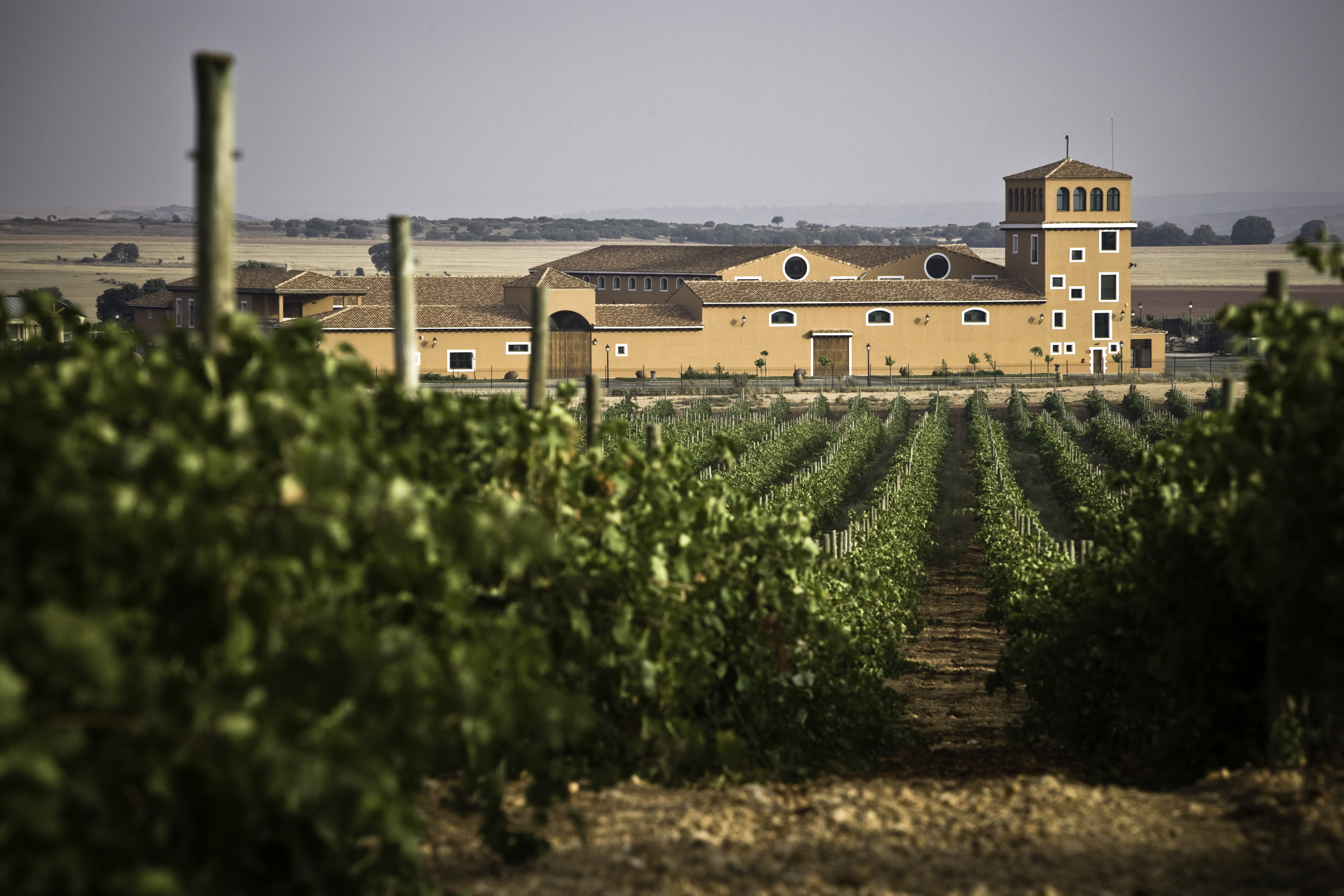 BODEGA LOS ALJIBES Facebook ad: Bodega Los Aljibes | Bodega-Viñedo La Mancha