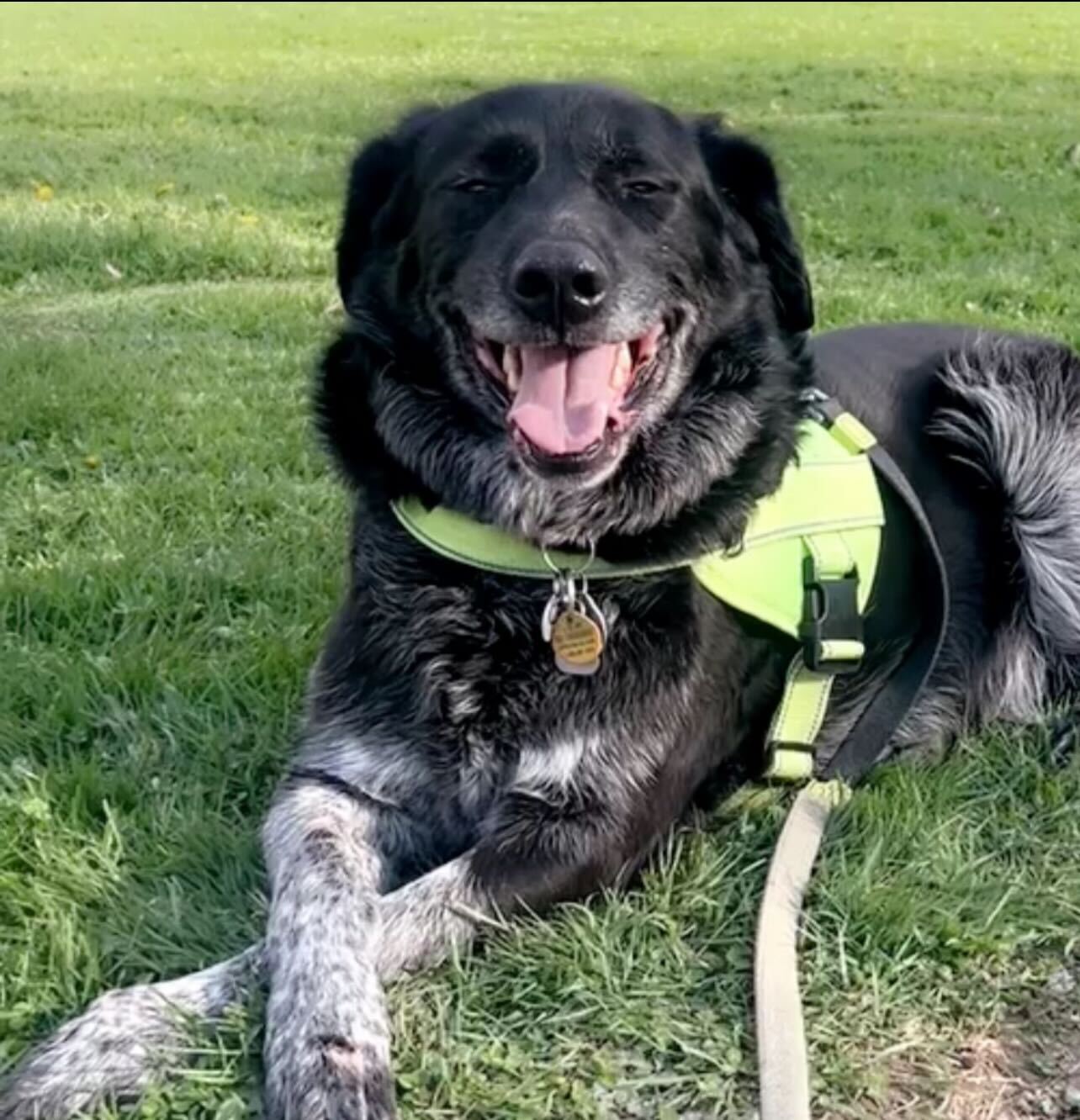 K9 Cleveland Facebook ad: Why choose K9 Cleveland?