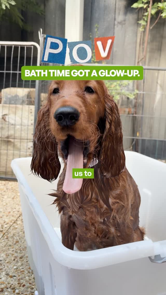Pawlab Facebook ad: Why does my dog scratch MORE after their…