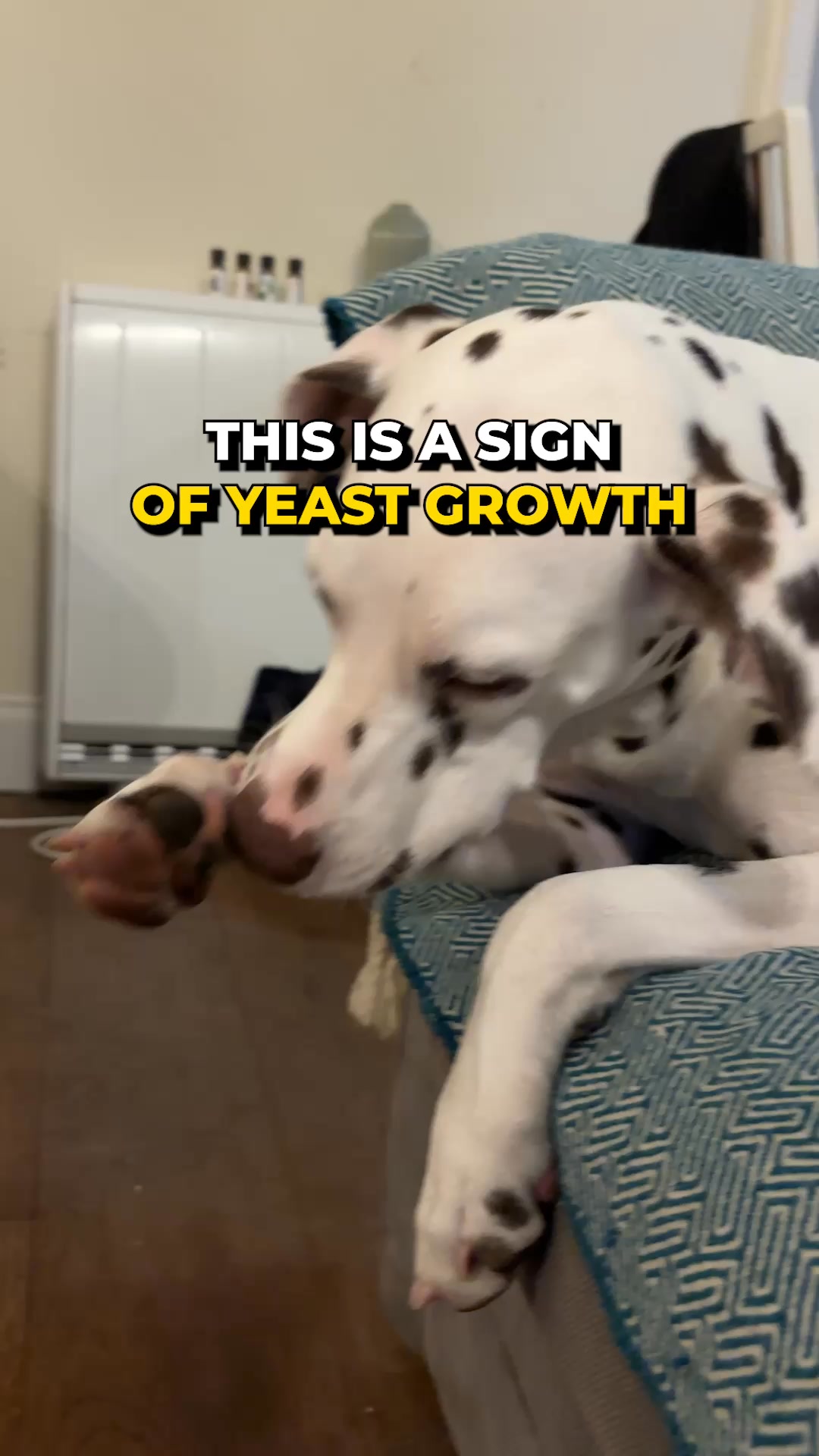 PetLab Co. Facebook ad: Meet the probiotic chew that targets yeast in dogs - fast