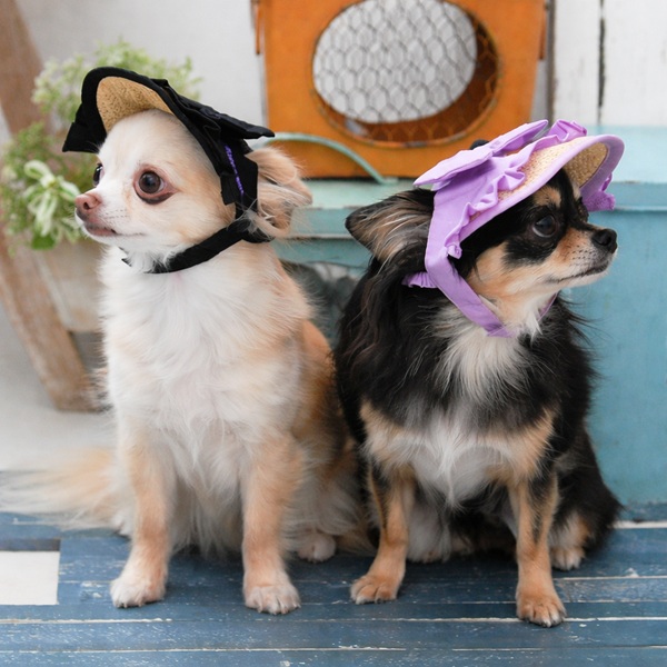 Calulu Facebook ad: 愛犬の夏を快適に!