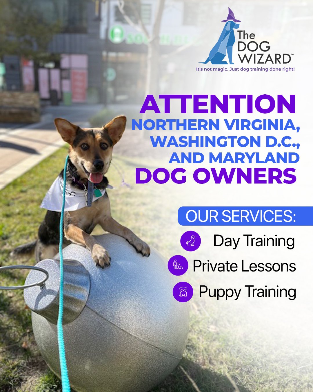 The Dog Wizard Facebook ad from Jun 3, 2026