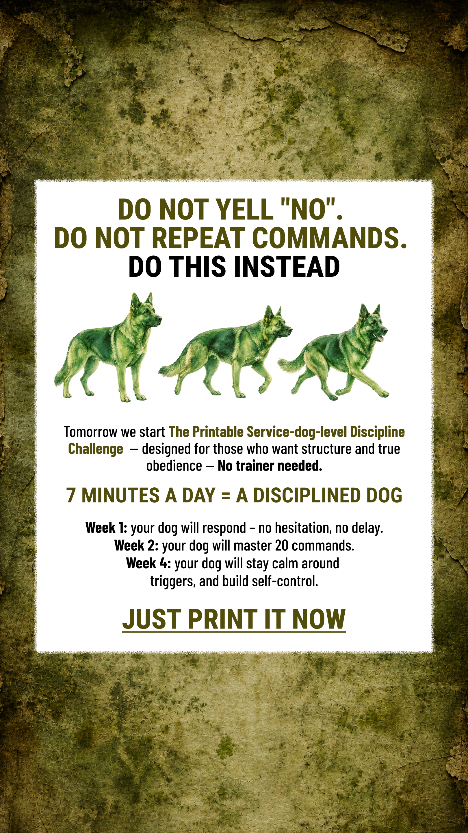 Dog Training Program Facebook ad: Take the lead. Start now
