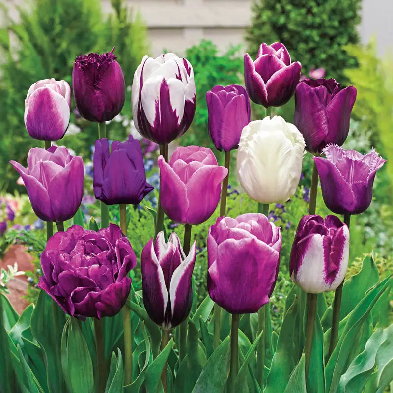 Breck's Bulbs Facebook ad