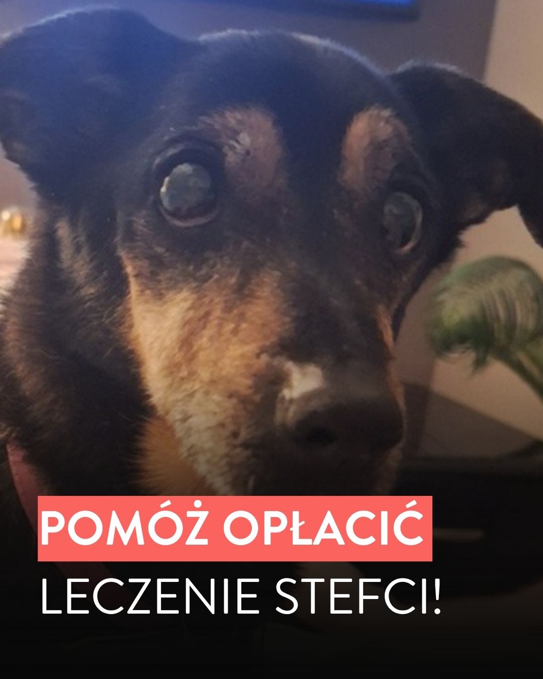 Pomagam.pl Facebook ad