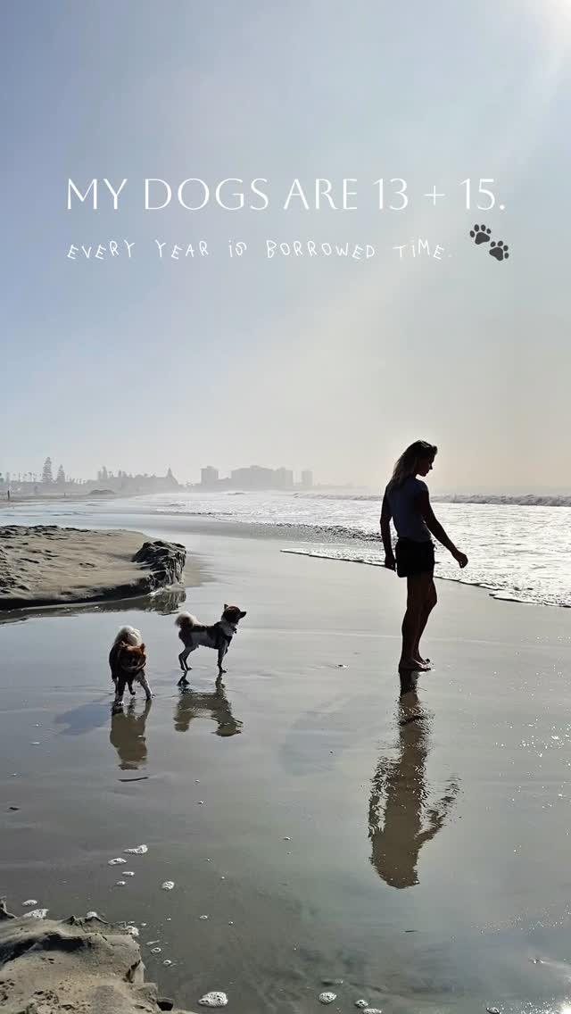 Sundays Facebook ad: Having senior dogs teaches you not to take…