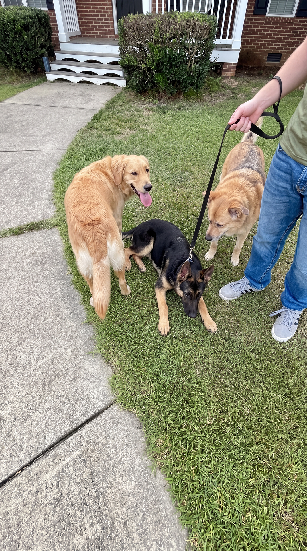 Dog Arthritis Support Community Facebook ad: The GSD Puppy Growth Stage: What To Know