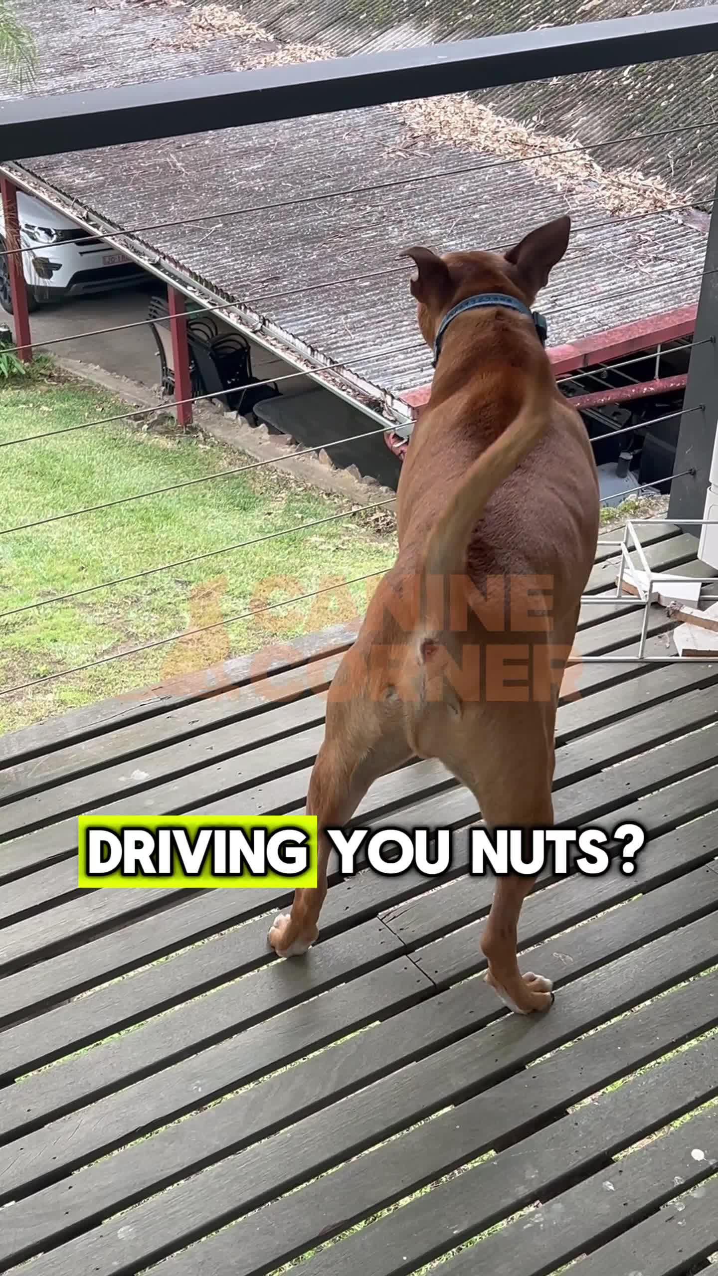 Canine Corner Australia Facebook ad: Automatic Bark Control Solution