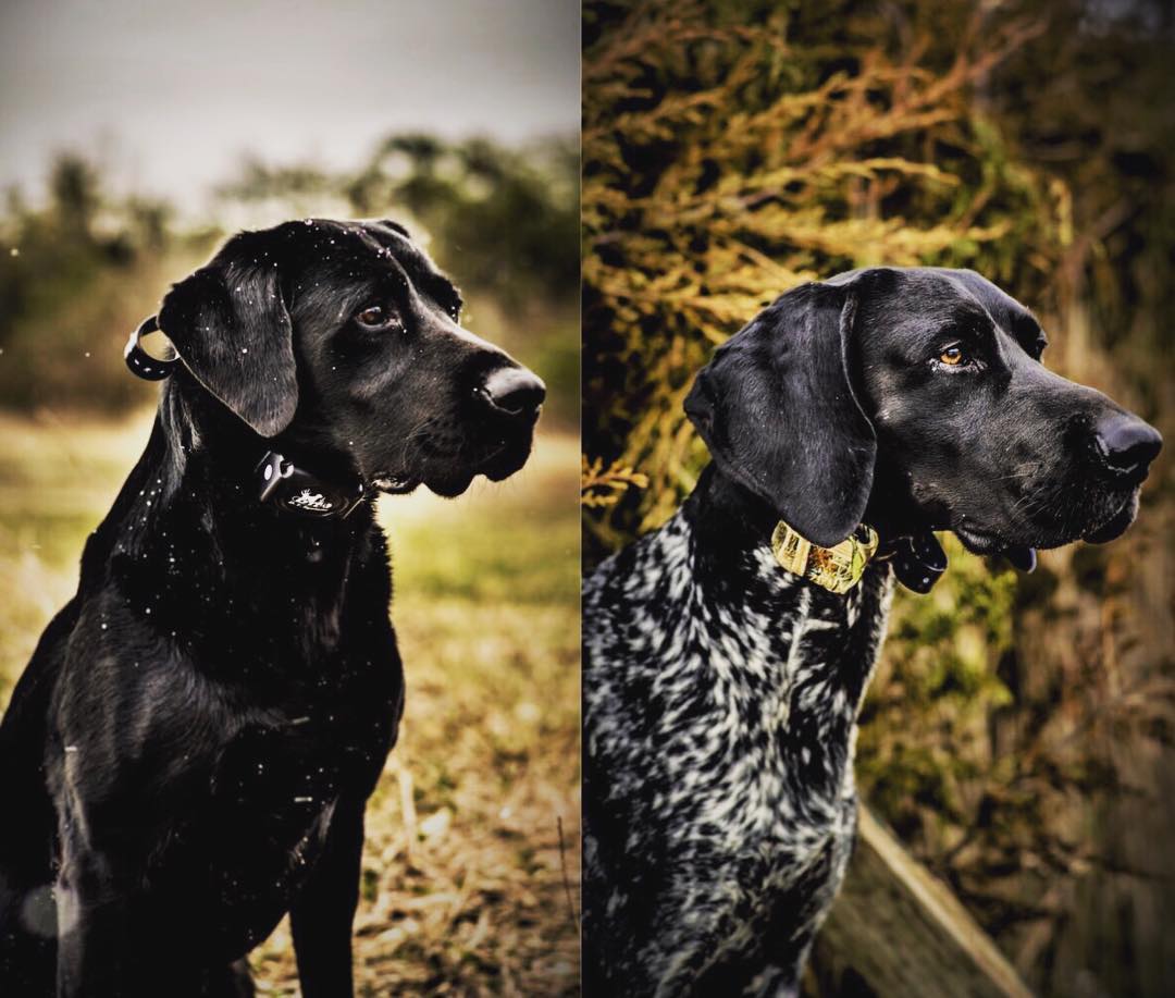 DT Systems Facebook ad: Dog TRAINING? We can help!
