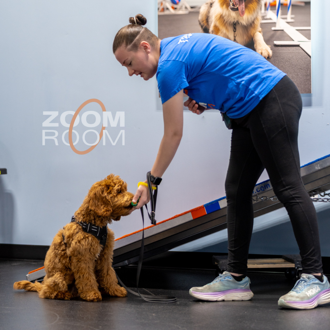 Zoom Room Dog Training Facebook ad: New puppy? Start here.