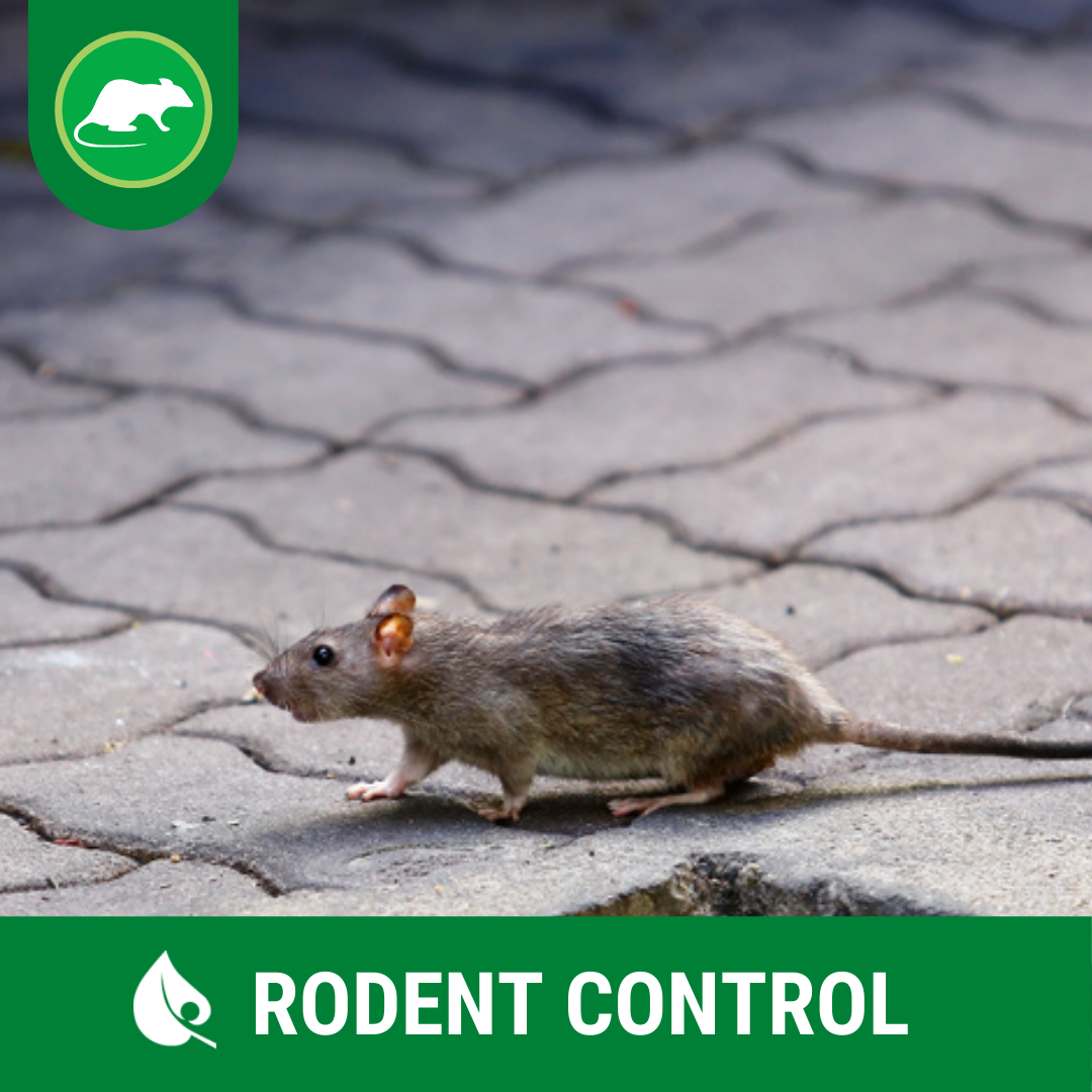 Westside Pest Control Ltd. Facebook ad