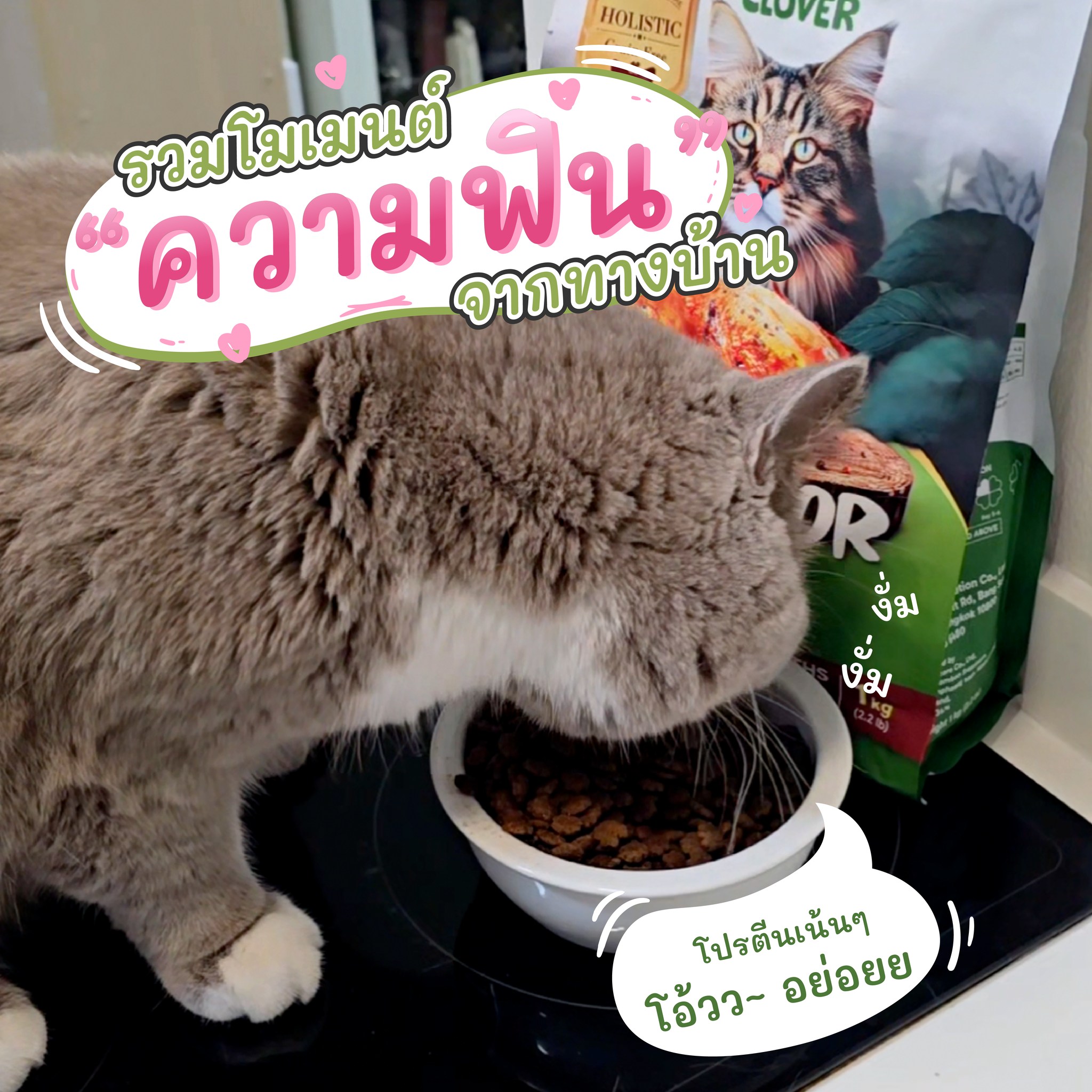 Clover อาหารแมวเกรด ultra holistic Facebook ad: โมเมนต์ความฟิน ที่อยากบอกต่อ