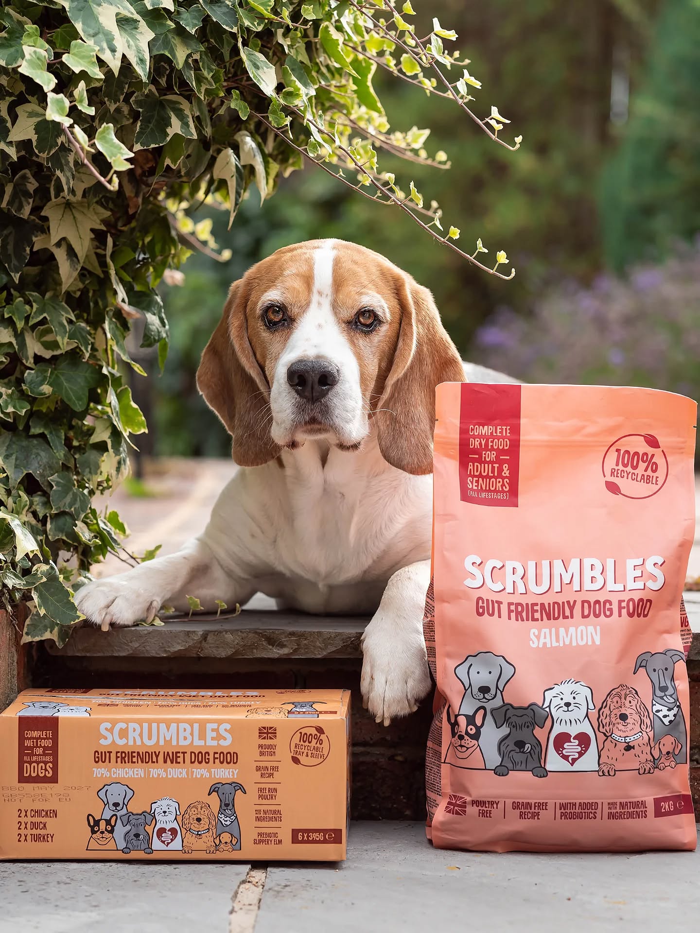 basil_the_beagle.uk Facebook ad