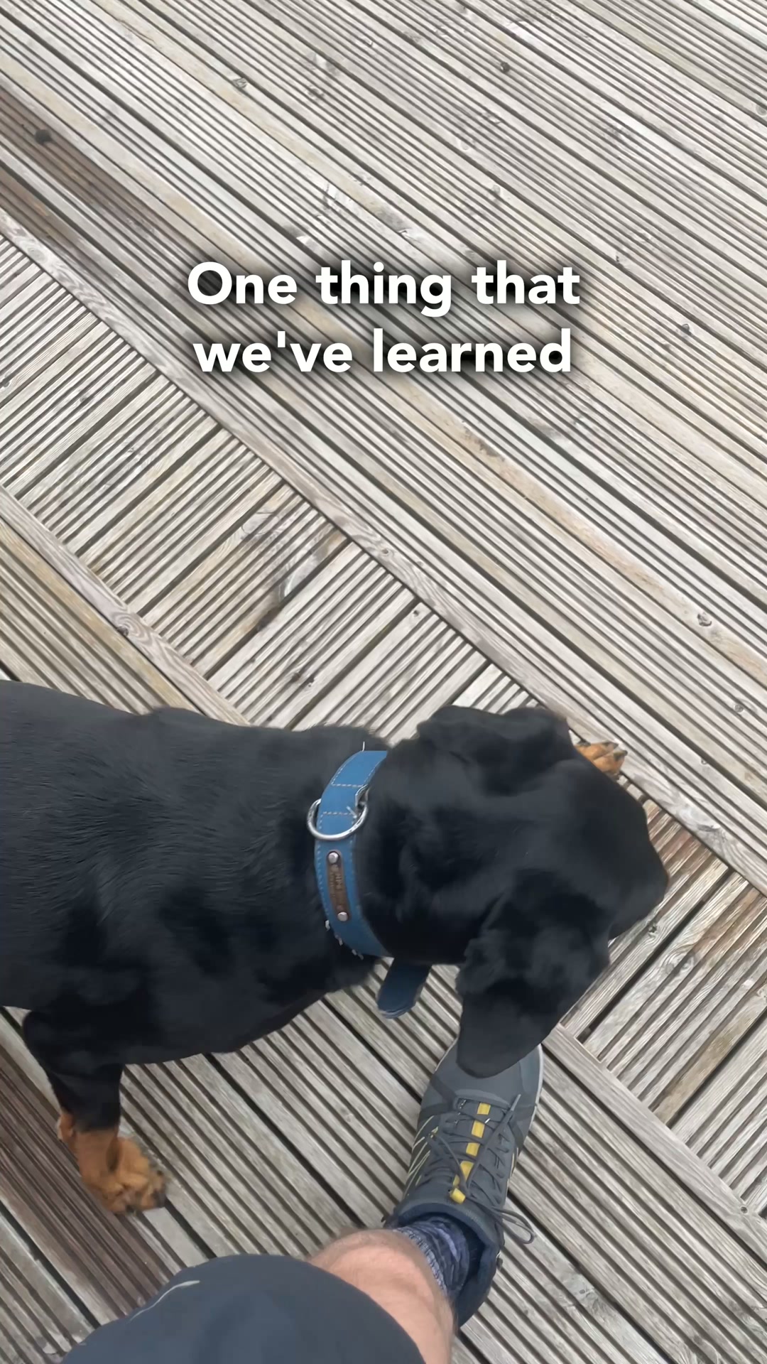 TrustedHousesitters Facebook ad: Travel through house and pet sitting