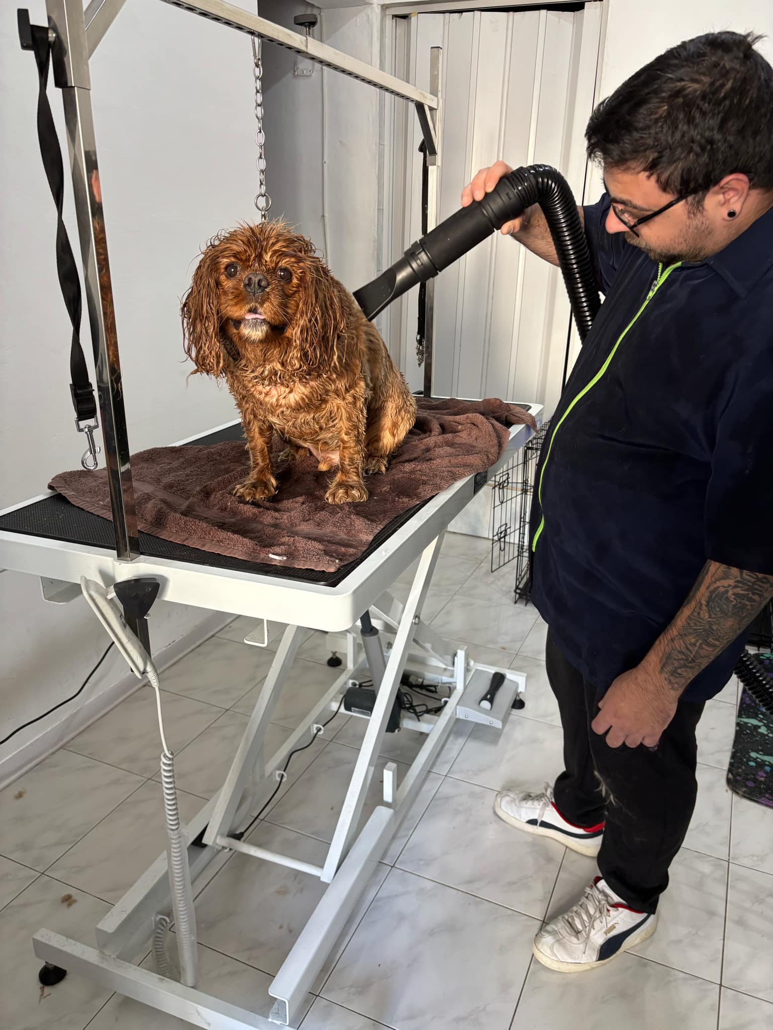 Shiny Paws Pet Grooming Facebook ad: Welcome to Shiny Paws!