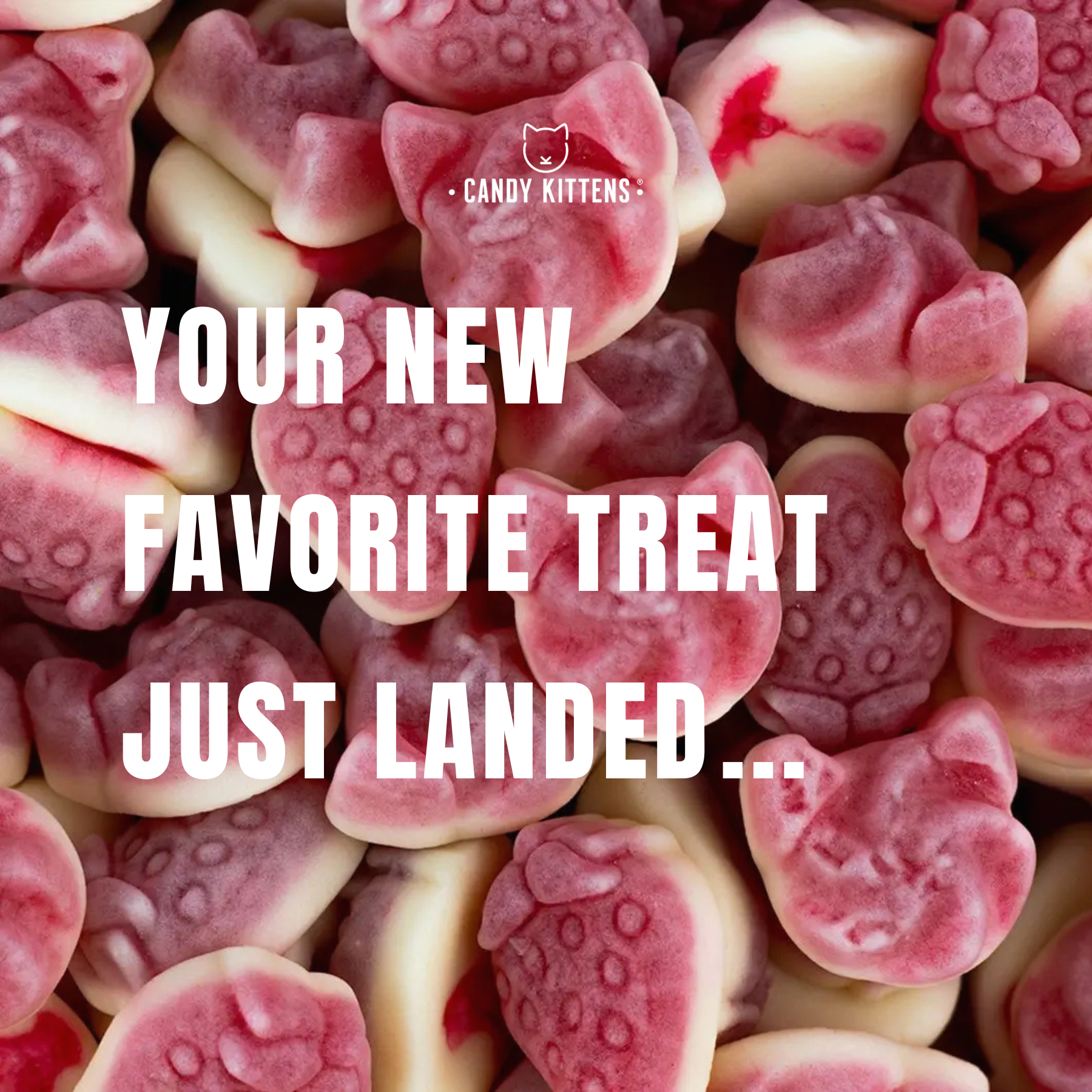 ReRoot Facebook ad: Meet Candy Kittens The gourmet sweets everyone’s obsessed…