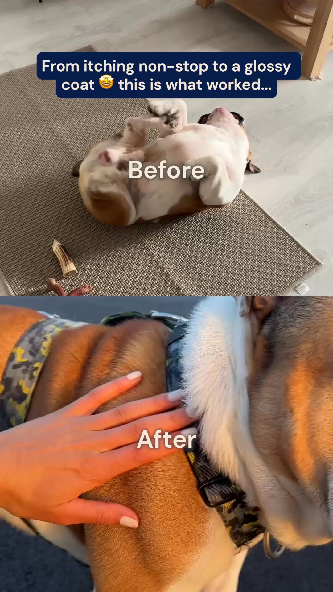 Pooch & Mutt Facebook ad from Mar 30, 2026