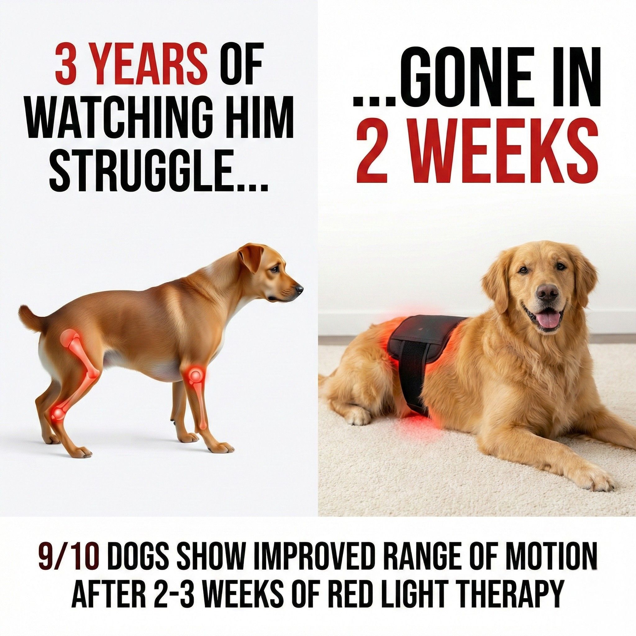 Therapet Co Facebook ad