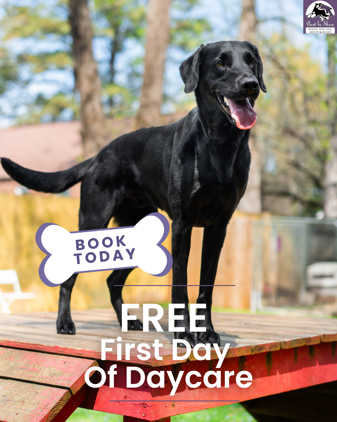 Best In Show Georgia Facebook ad: Book Your Pup’s Free Day