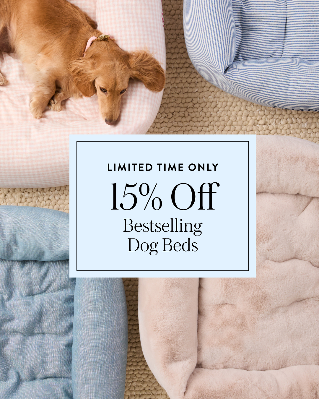 The Foggy Dog Facebook ad