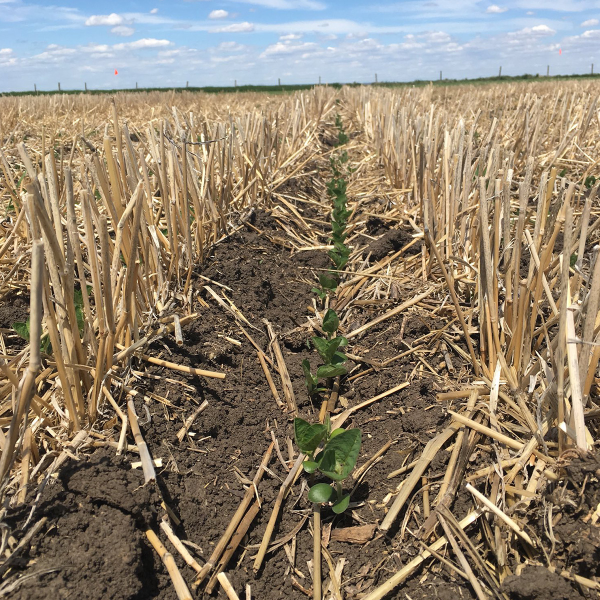 Bayer Crop Science Canada Facebook ad: Get Residual Control