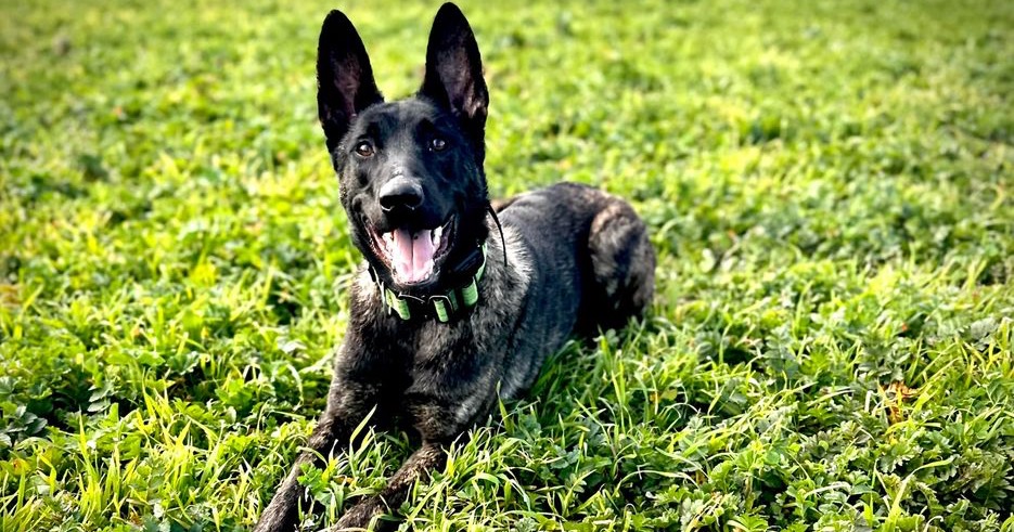 Ridgeside K9 NorCal Facebook ad
