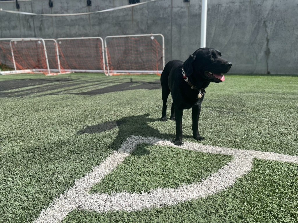 Sarah Miller Facebook ad: TURF! Safe, Soft & Durable Turf for Kids & Pets