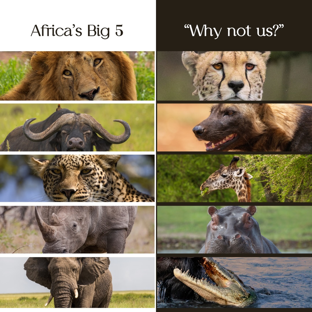 Safari soles tours Facebook ad: The Big 5 were chosen by hunters, not…