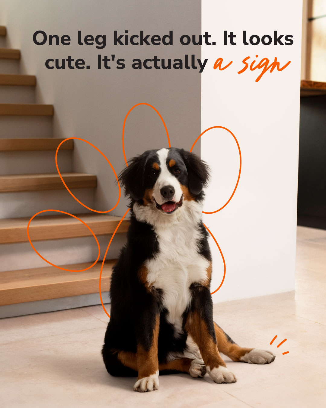 Arthritis Pet Facebook ad: If your dog sits like this, one leg…