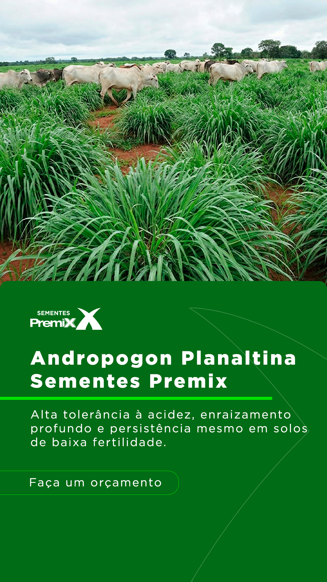 Sementes Premix Facebook ad from May 28, 2026