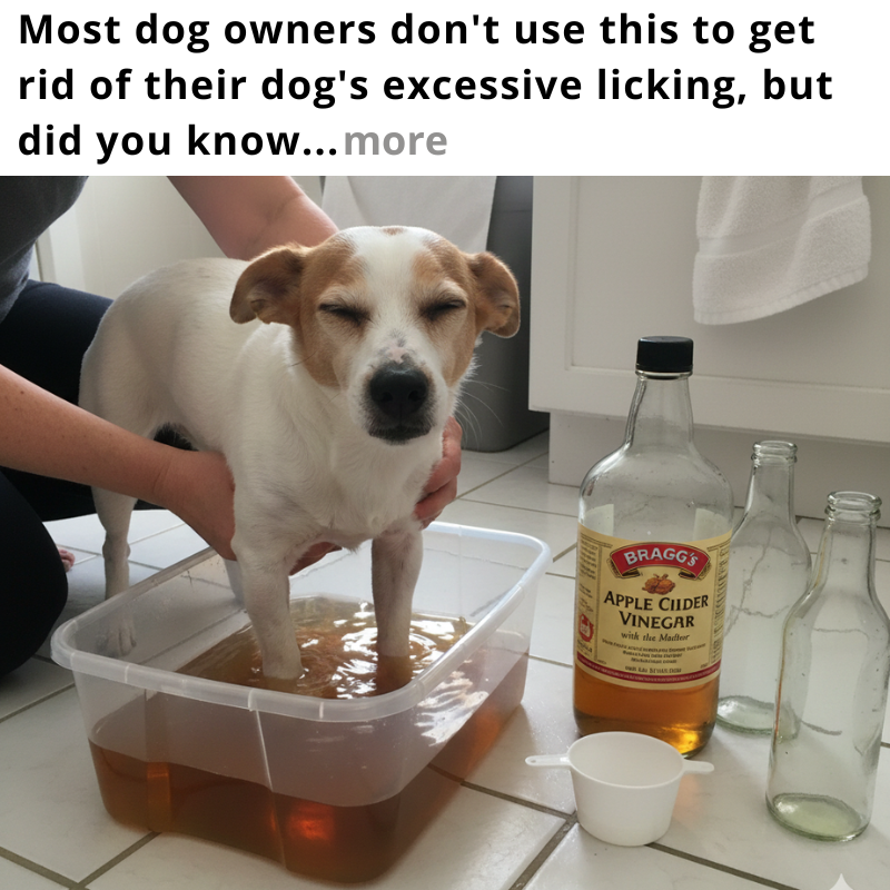 Pet Wellness Hub Facebook ad: Stops Excessive Dog Licking In Days? (MUST READ)