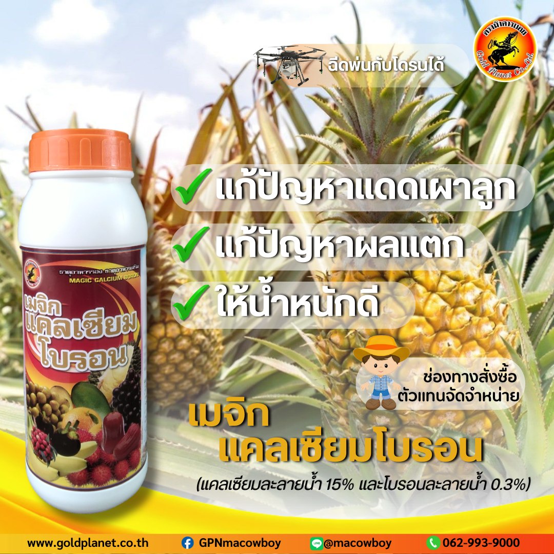 Gold Planet - ตราม้าคาวบอย Facebook ad